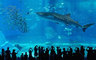 Exploring Japan's Vibrant Capital and Tropical Paradise