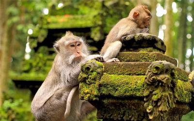 Sacred Monkey Forest Sanctuary