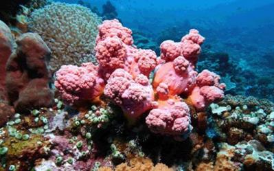 Bali'coral reefs