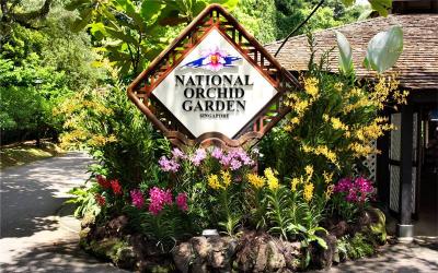 Singapore National Orchid Garden 