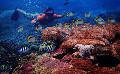 discover vibrant coral reefs and marine life