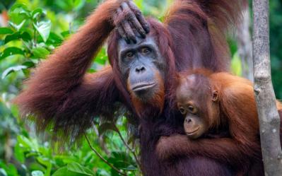 Indonesian Wildlife Adventure with Orangutan