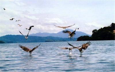 Singa Besar island