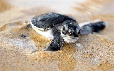 Turtle Information Center 