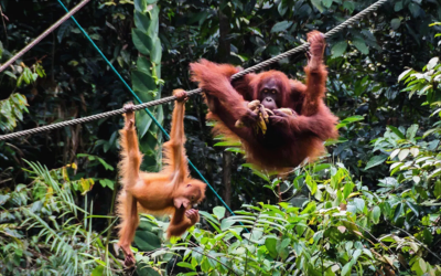orangutans roam freely