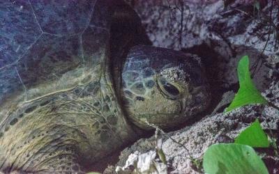 Watch sea turtles laying their eggs on the beach