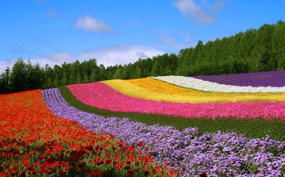 Panoramic Flower Gardens Shikisai-no-oka