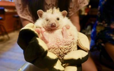 Hedgehog Chinchilla, Otter and Hedgehog Cafe