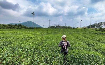 Osulloc Green Tea Field