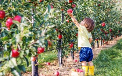 Tokyo and Kansai Classic Tour with Kids