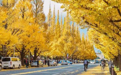 Autumn Explorer with kids in Japan