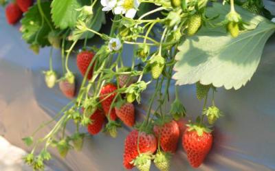 Jozankei Farm Fruit picking