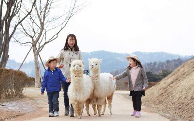 Alpaca World