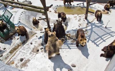 Noboribetsu Bear Farm