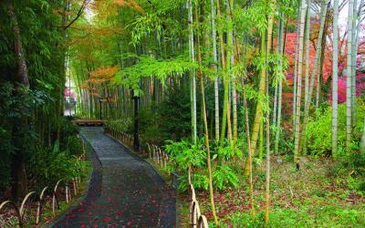 Shuzenji Temple Bamboo Forest