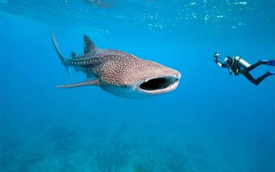 snorkel with whale sharks
