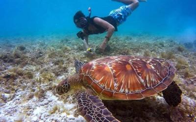Talisay point (turtle sanctuary of Moalboal)