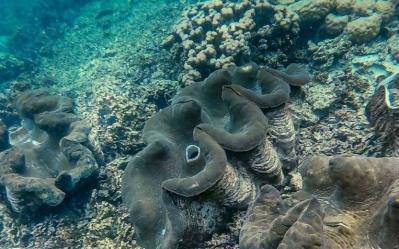 Clam Sanctuary