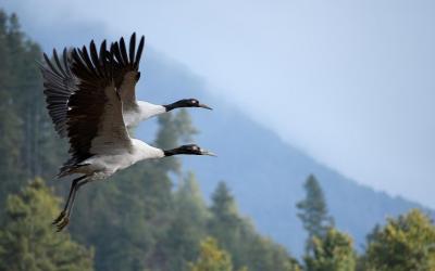 Gangtey Valley Nature Tour