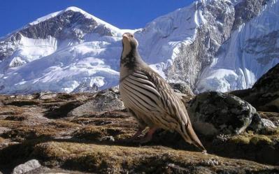 Nepal Bird Watching Tour