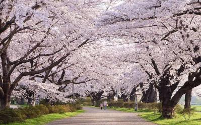 Anyangcheon Cherry Blossom Walkway