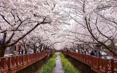 Seoul in Bloom: A Cherry Blossom Journey