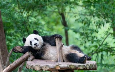 Amazing China Kungfu Panda Family Tour