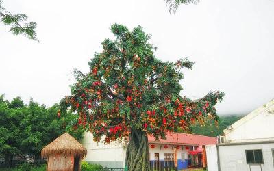 Lam Tsuen Wishing Tree