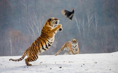 Siberian Tiger Park