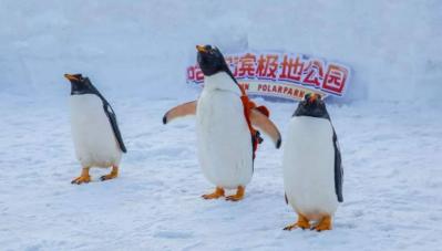 Harbin Polarland