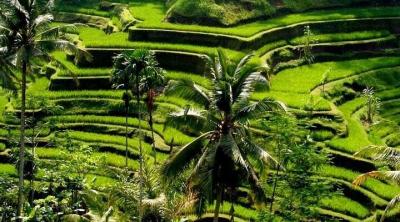 Belimbing Village