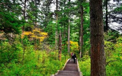 Primeval Forest