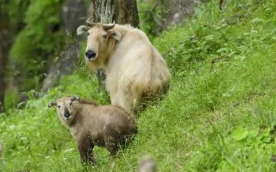 Royal Takin Preserve