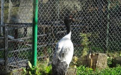 Black-Necked Crane Information Center