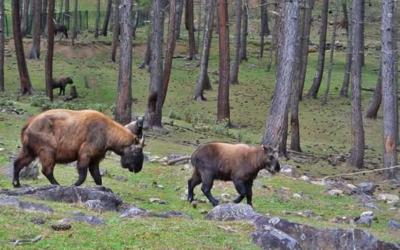 Mini Zoo(Motithang Takin Preserve)