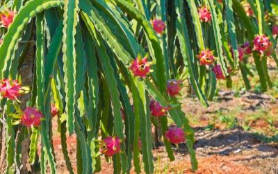 Dragon Fruit Farm(Pitaya)