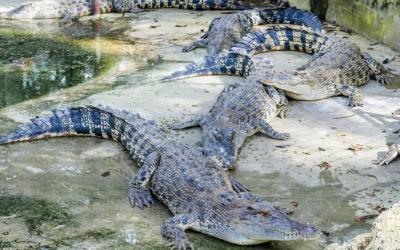 Davao Crocodile Park