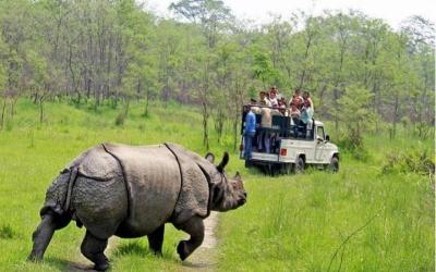 One-horned Rhinoceros