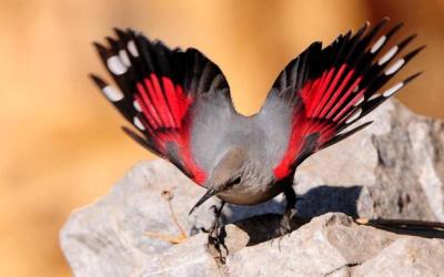 Wall Creeper