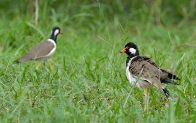 Red-wattled Lapwing