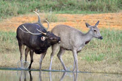 Sambar Deer