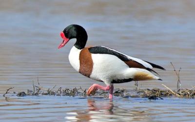 Shelduck