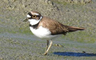 Little Ringed Plover