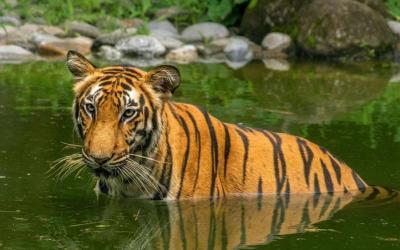 Bengal Tiger