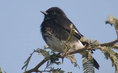 Pied Bushchat