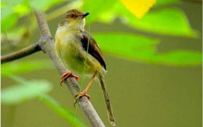 Jungle Prinia