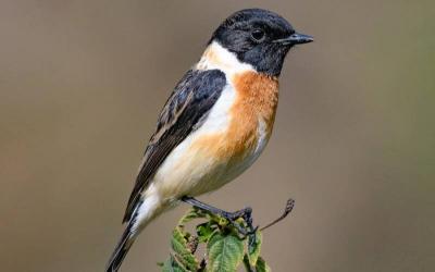 White-tailed Stonechat