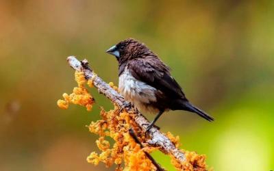 White-rumped Munia