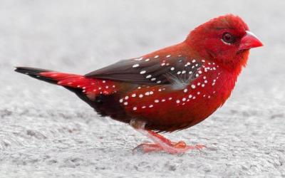 Red Avadavat