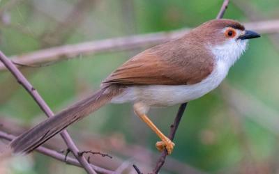 Yellow-eyed Babbler